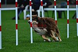 Royal Canin Masters 2025 geldrop