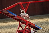  SAOWC/ JAOWC