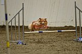 T.W.C. finale 2026
