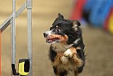 T.W.C. finale 2026