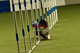 W.K. selectie hoogerheide zaterdag