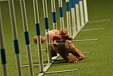 W.K. selectie hoogerheide zaterdag