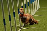 W.K. selectie hoogerheide zaterdag