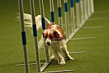 W.K. selectie hoogerheide zaterdag