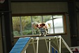 W.K. selectie hoogerheide zaterdag