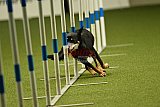 W.K. selectie hoogerheide zaterdag
