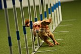 W.K. selectie hoogerheide zaterdag