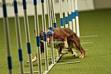 W.K. selectie hoogerheide zaterdag