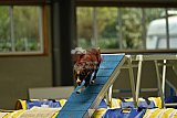 W.K. selectie hoogerheide zaterdag