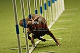 W.K. selectie hoogerheide zaterdag