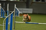 W.K. selectie wedstrijd hoogerheide zondag