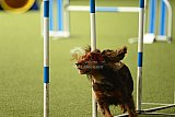 W.K. selectie wedstrijd hoogerheide zondag