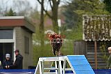 paaswedstrijd zaterdag