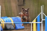 wedstrijd agility friends zaterdag