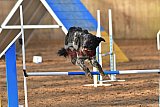 wedstrijd agility friends zaterdag