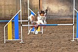 wedstrijd agility friends zaterdag