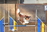 wedstrijd agility friends zaterdag
