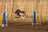 wedstrijd agility friends zaterdag