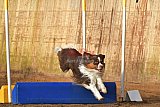 wedstrijd agility friends zaterdag