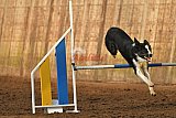 wedstrijd agility friends zaterdag
