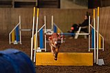 wedstrijd agility friends zaterdag