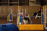 wedstrijd agility friends zaterdag