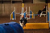 wedstrijd agility friends zaterdag