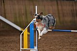 wedstrijd agility friends zaterdag