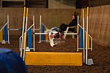 wedstrijd agility friends zaterdag