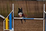 wedstrijd agility friends zaterdag
