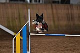 wedstrijd agility friends zaterdag