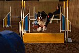 wedstrijd agility friends zaterdag
