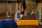 wedstrijd agility friends zaterdag