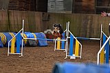 wedstrijd agility friends zaterdag