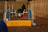 wedstrijd agility friends zaterdag