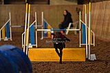 wedstrijd agility friends zaterdag