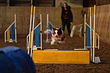 wedstrijd agility friends zaterdag