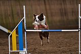 wedstrijd agility friends zaterdag