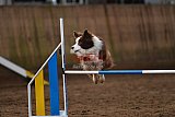 wedstrijd agility friends zaterdag