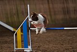 wedstrijd agility friends zaterdag