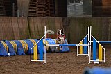 wedstrijd agility friends zaterdag