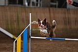 wedstrijd agility friends zaterdag