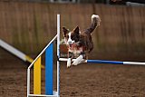 wedstrijd agility friends zaterdag