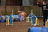 wedstrijd agility friends zaterdag