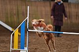 wedstrijd agility friends zaterdag