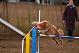 wedstrijd agility friends zaterdag