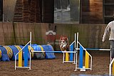 wedstrijd agility friends zaterdag