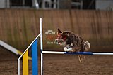 wedstrijd agility friends zaterdag
