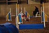 wedstrijd agility friends zaterdag