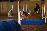 wedstrijd agility friends zaterdag
